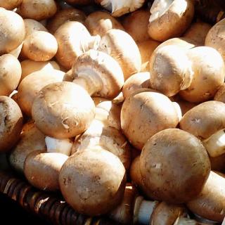 Steinchampignons